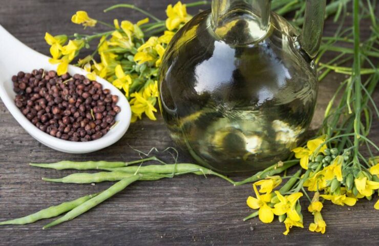 Czy olej rzepakowy jest zdrowy?