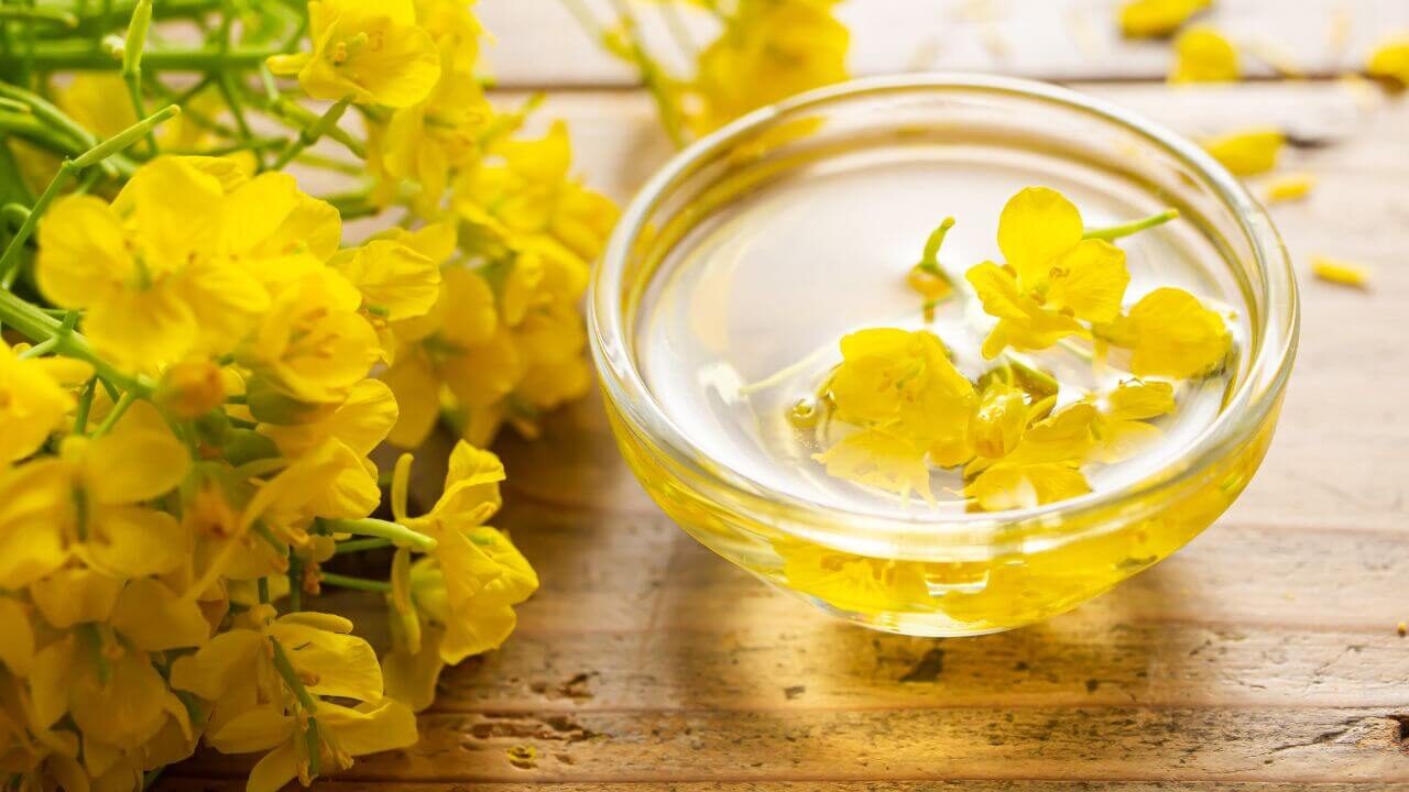 Olej rzepakowy właściwości – skład, wartości odżywcze i zastosowania przemysłowe