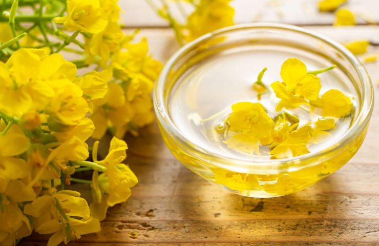 Olej rzepakowy właściwości – skład, wartości odżywcze i zastosowania przemysłowe