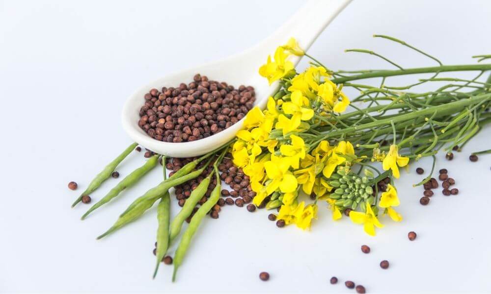 produkcja oleju rzepakowego olej rzepakowy producent smażenie właściwości