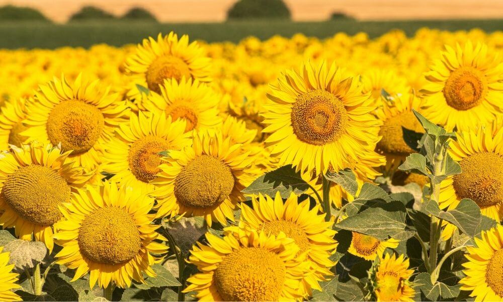 produkcja oleju słonecznikowego olej słonecznikowy producent