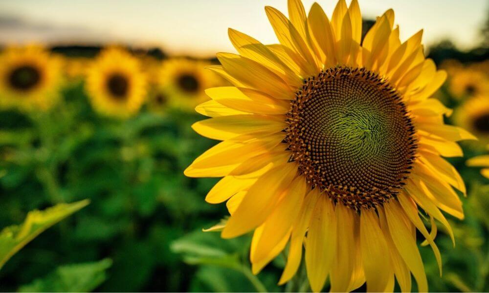 produkcja oleju słonecznikowego olej słonecznikowy producent