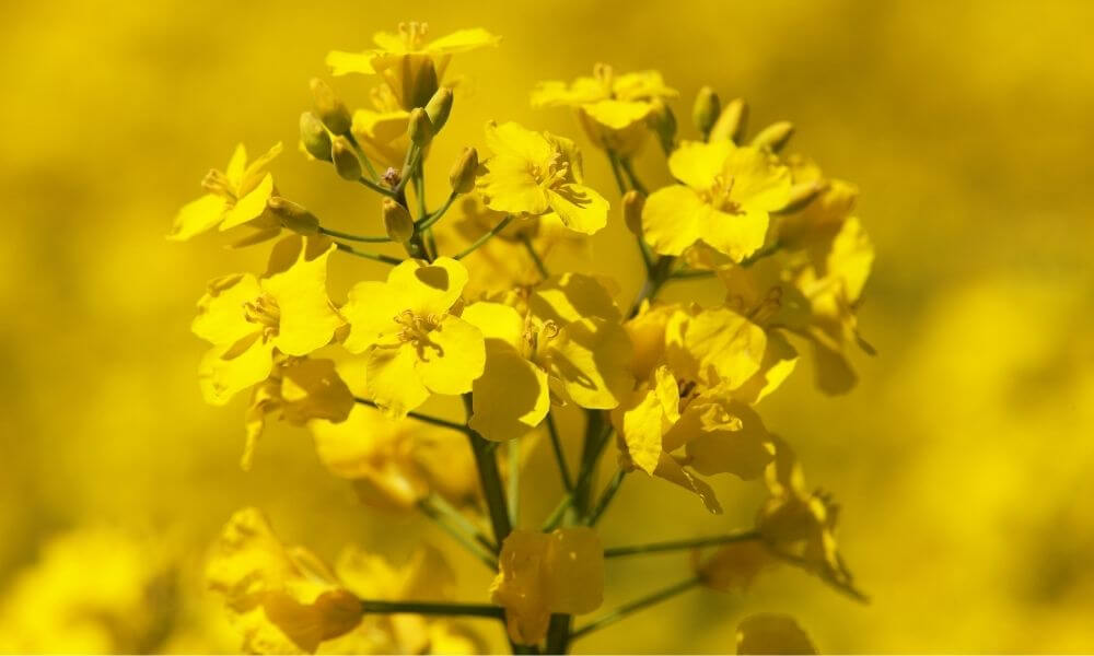 produkcja oleju rzepakowego olej rzepakowy producent smażenie właściwości