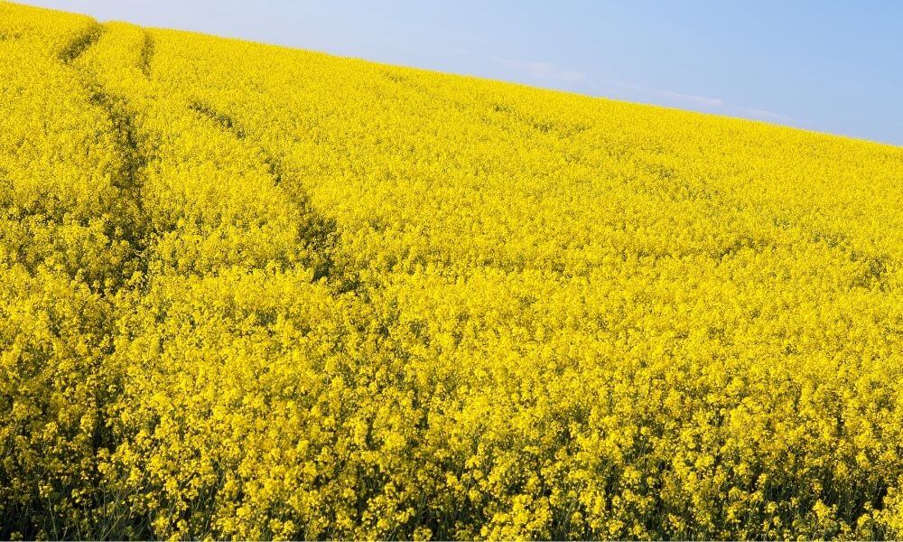 produkcja oleju rzepakowego olej rzepakowy producent smażenie właściwości