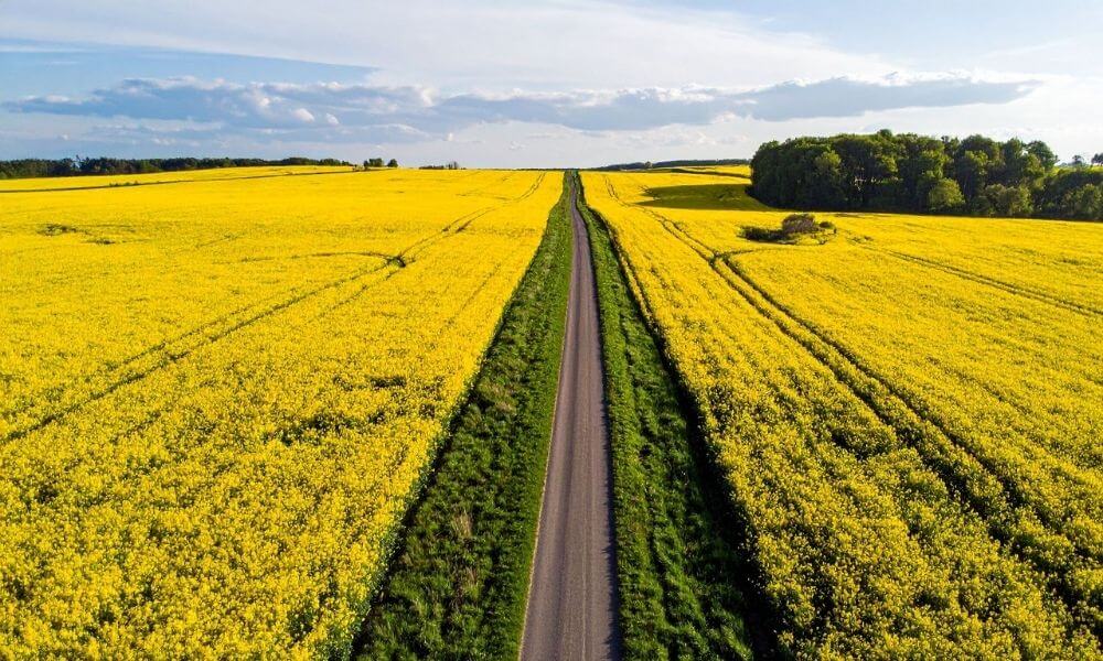 produkcja oleju rzepakowego olej rzepakowy producent smażenie właściwości