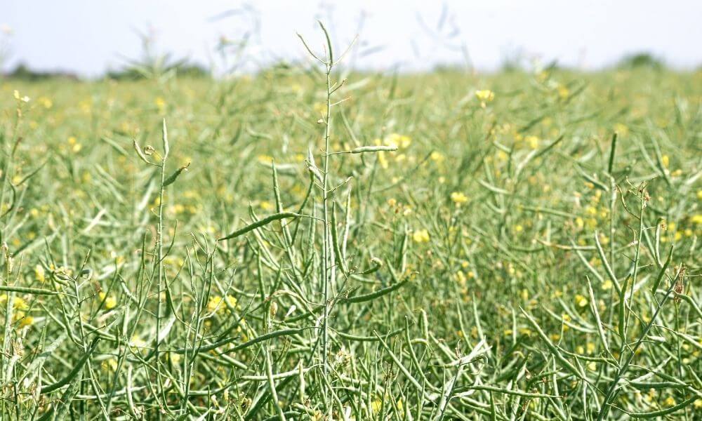 produkcja oleju rzepakowego olej rzepakowy producent smażenie właściwości